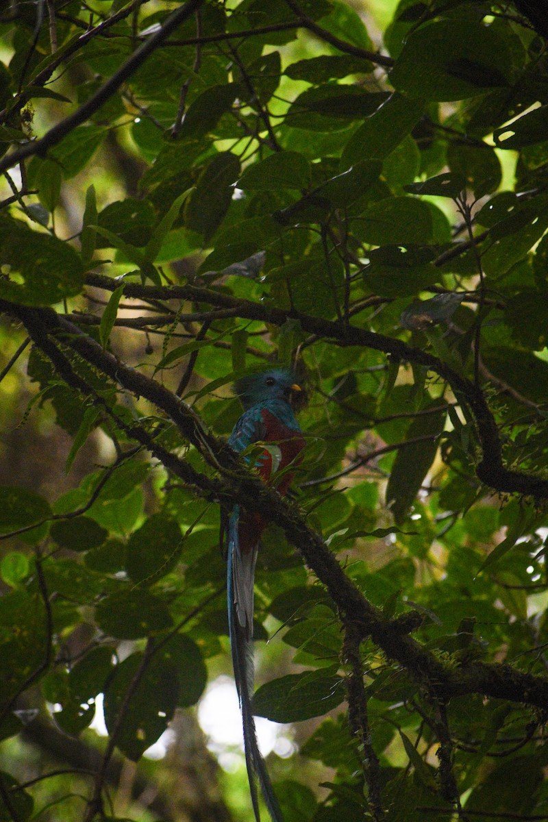 Quetzal (costaricensis) - ML621089849