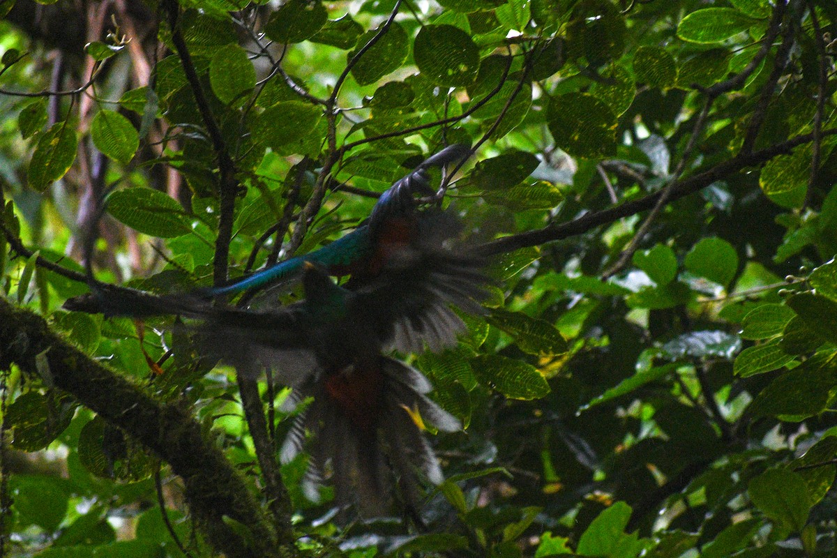 Resplendent Quetzal (Costa Rican) - ML621089850