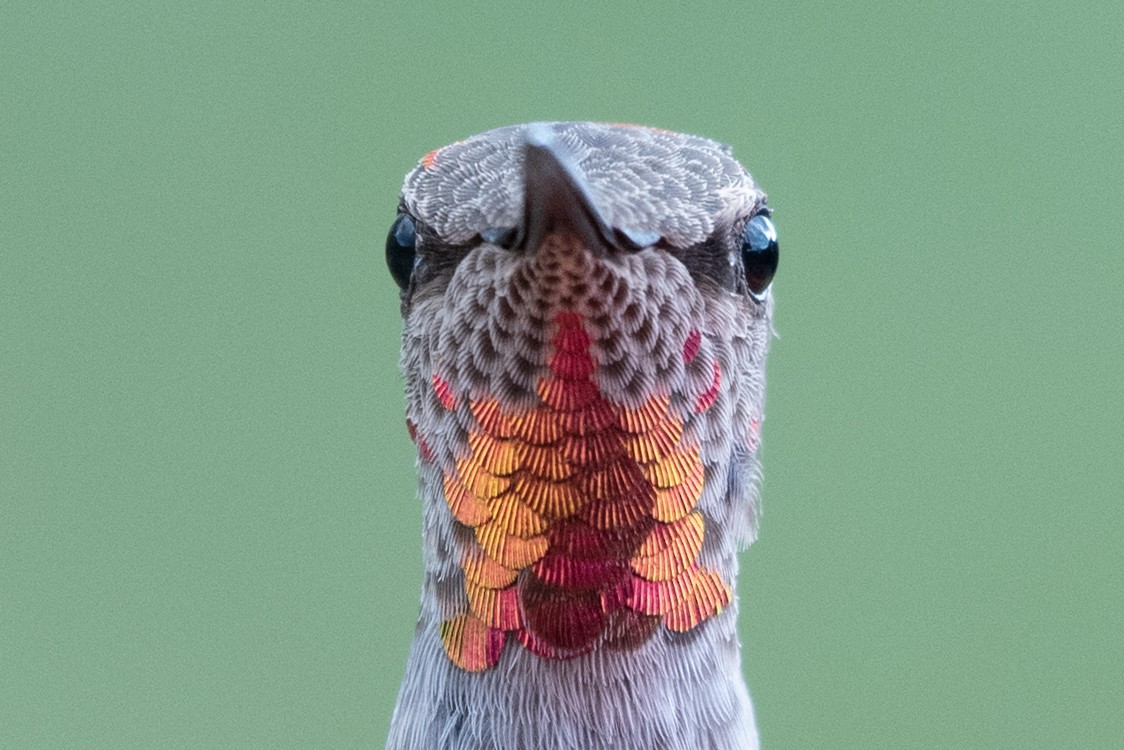 Anna's Hummingbird - ML621089865