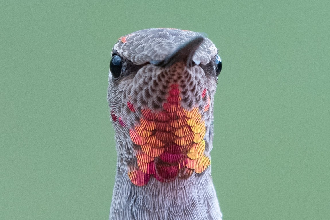 Anna's Hummingbird - ML621089866