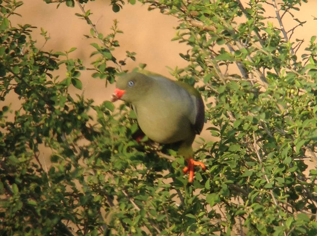 Африканский зелёный голубь - ML621089868