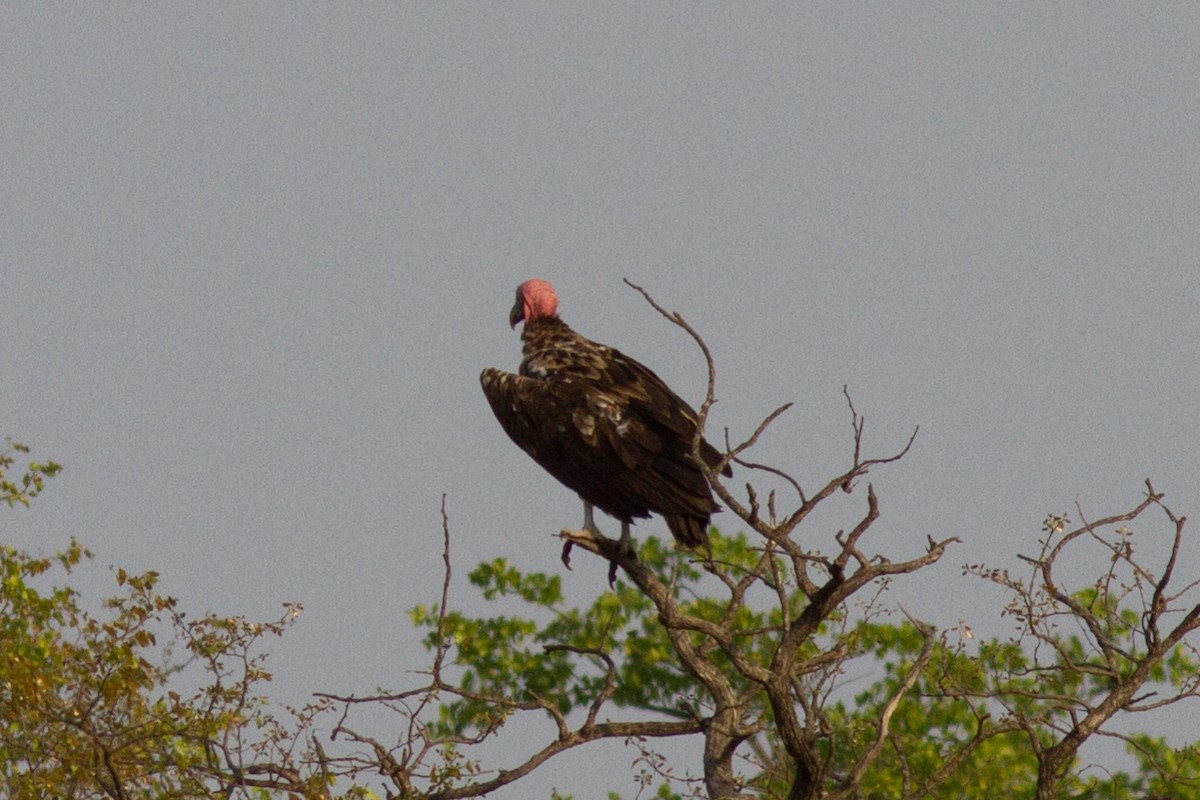 Lappet-faced Vulture - ML621089870