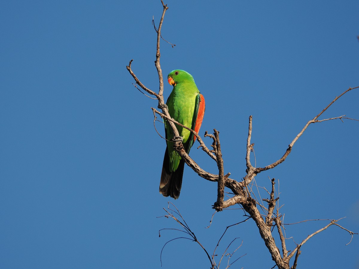 Red-winged Parrot - ML621089875