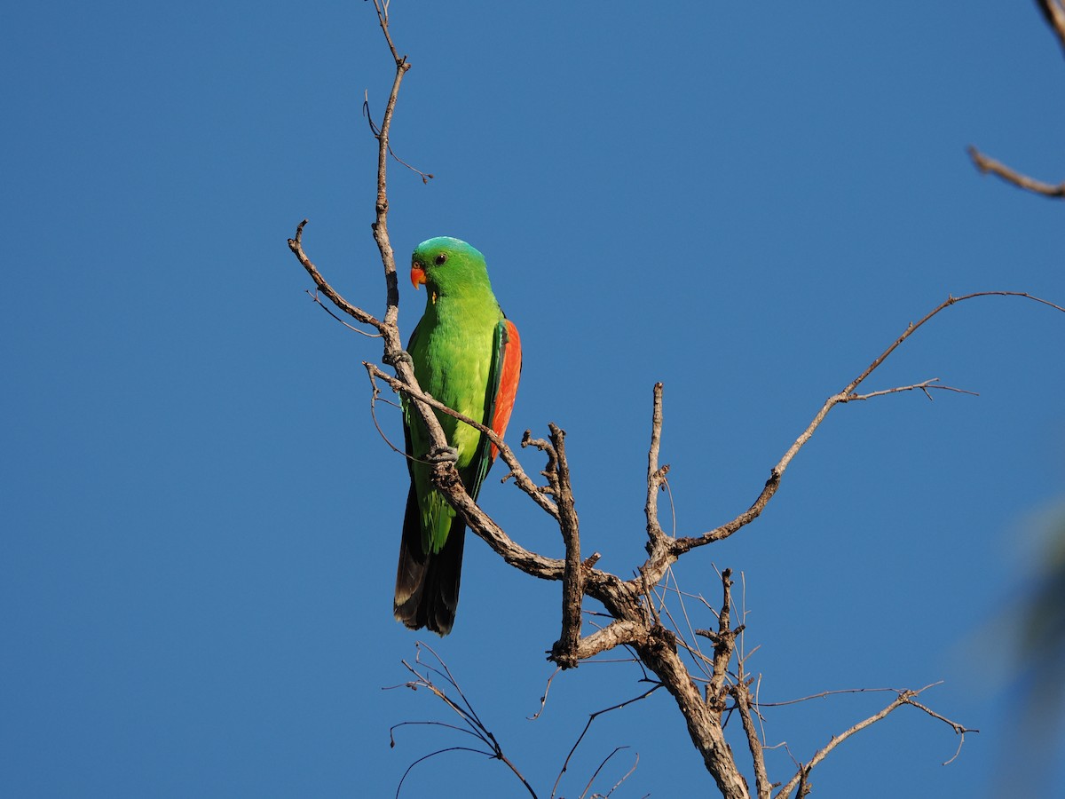 Red-winged Parrot - ML621089876