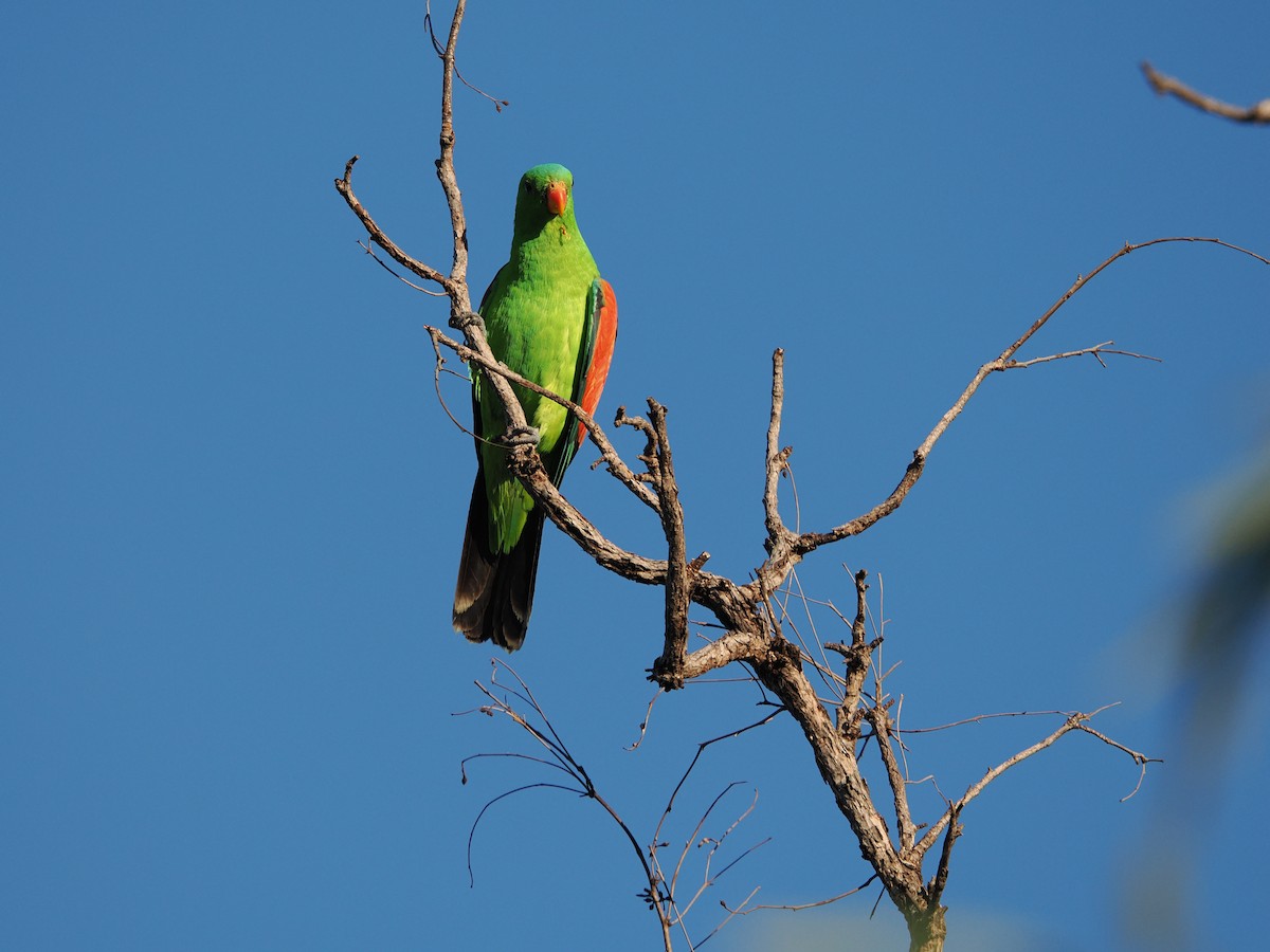 Red-winged Parrot - ML621089877