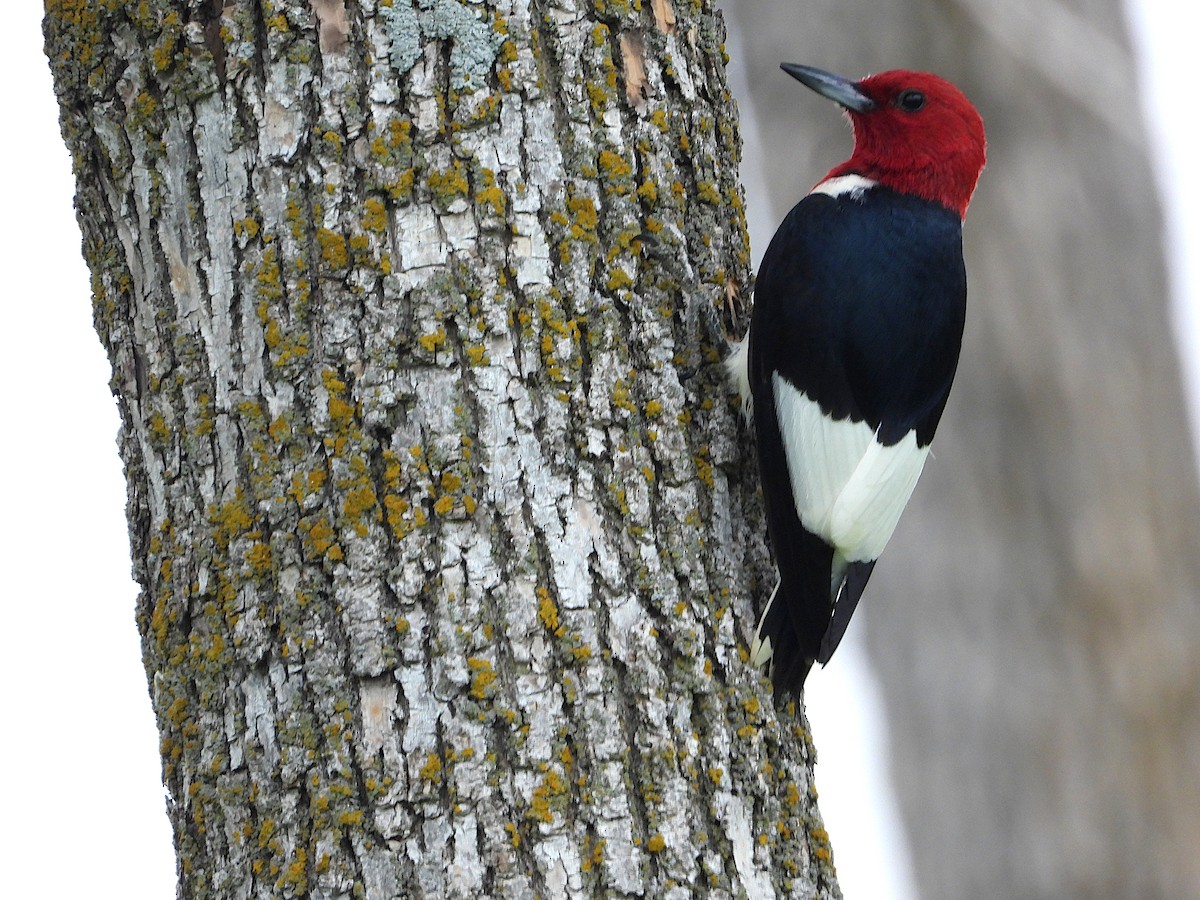 Red-headed Woodpecker - ML621089882