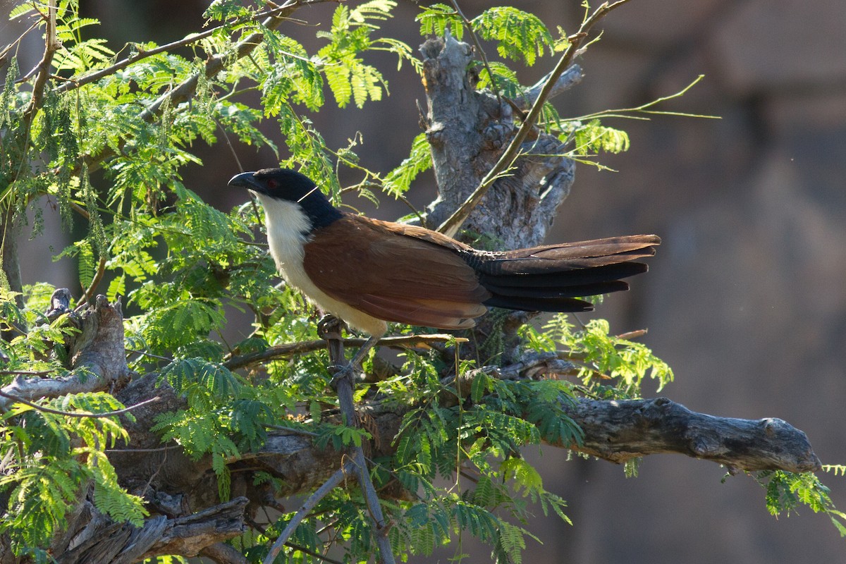 White-browed Coucal - Justyn Stahl