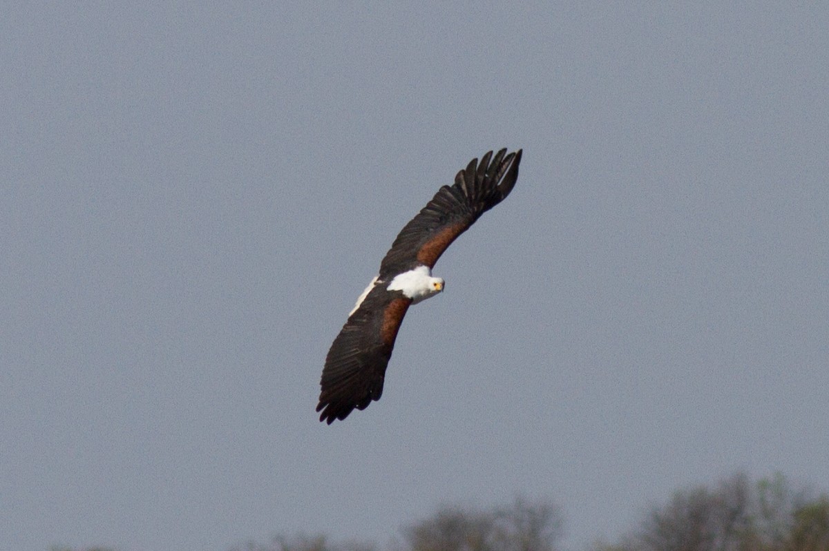 African Fish-Eagle - ML621089923