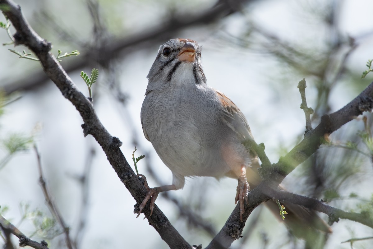 Rufous-winged Sparrow - ML621089924