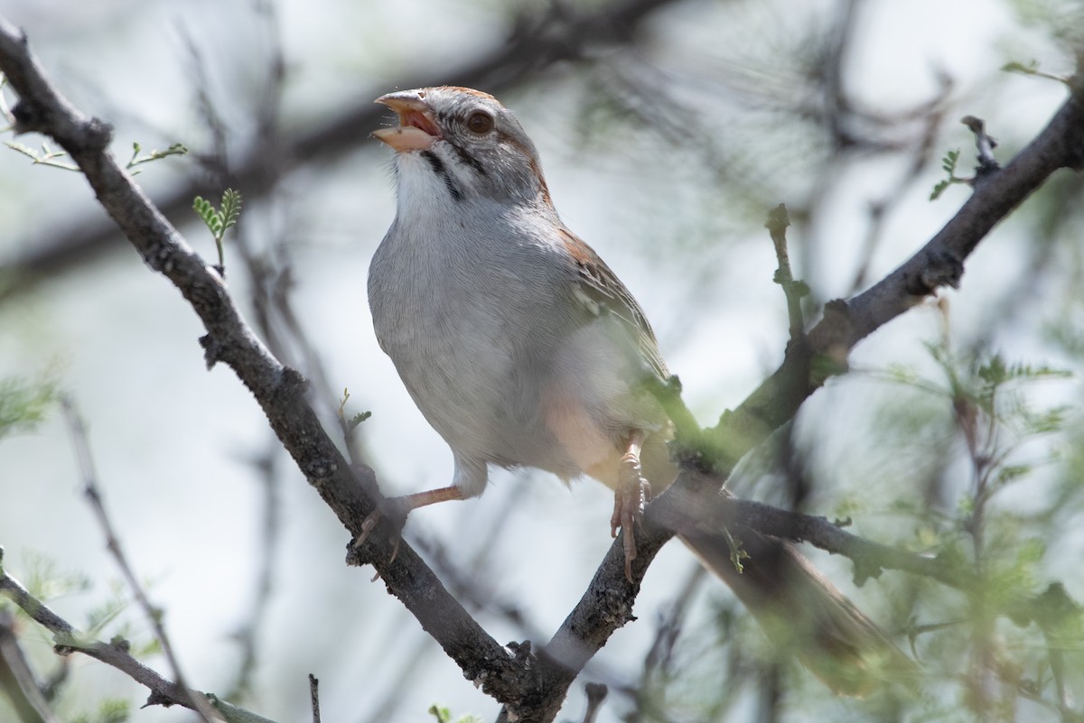 Rufous-winged Sparrow - ML621089925