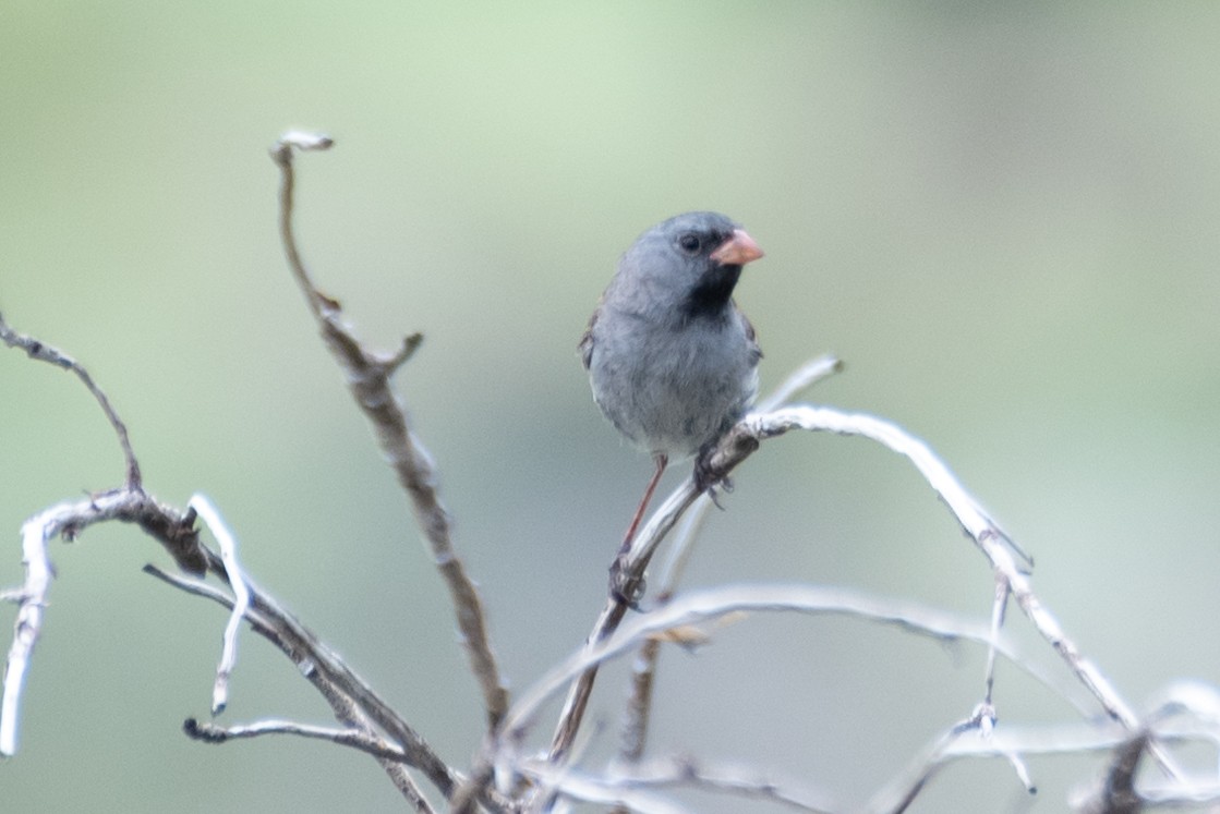 Black-chinned Sparrow - ML621089932