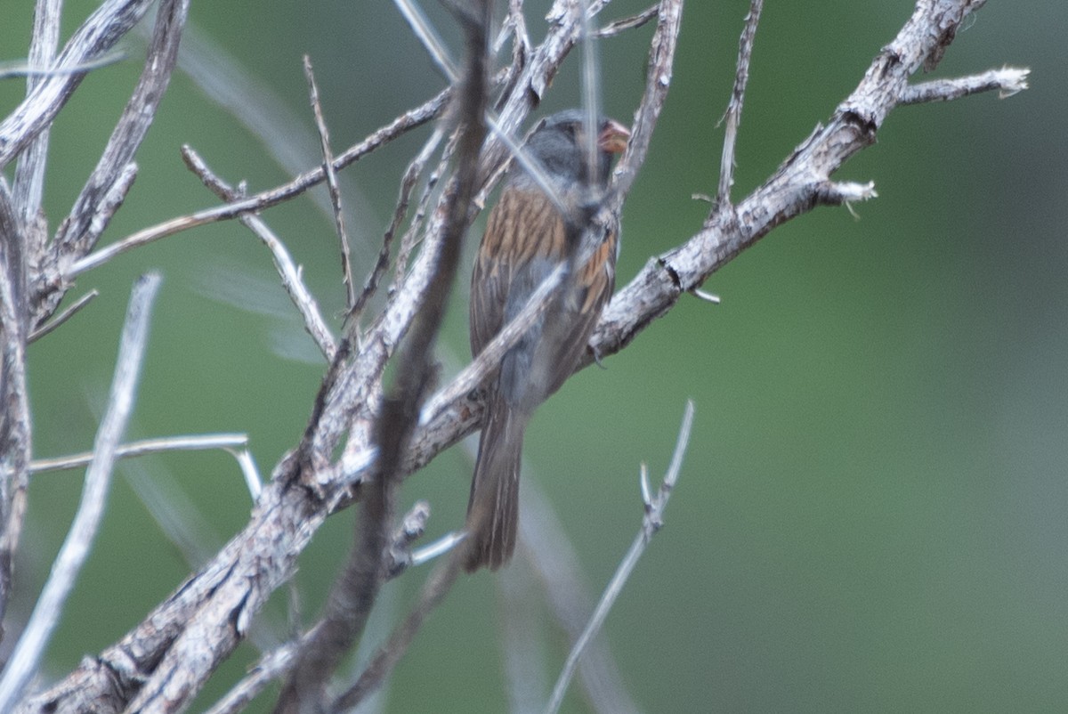 Black-chinned Sparrow - ML621089933