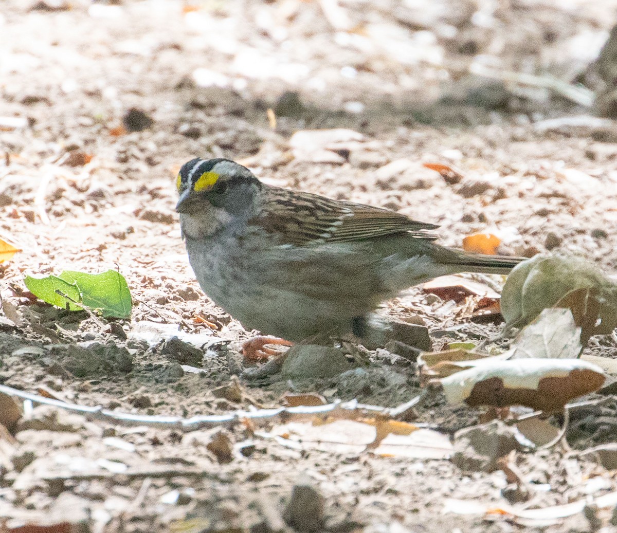 White-throated Sparrow - ML621089948