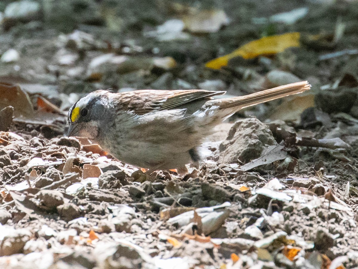 White-throated Sparrow - ML621089949