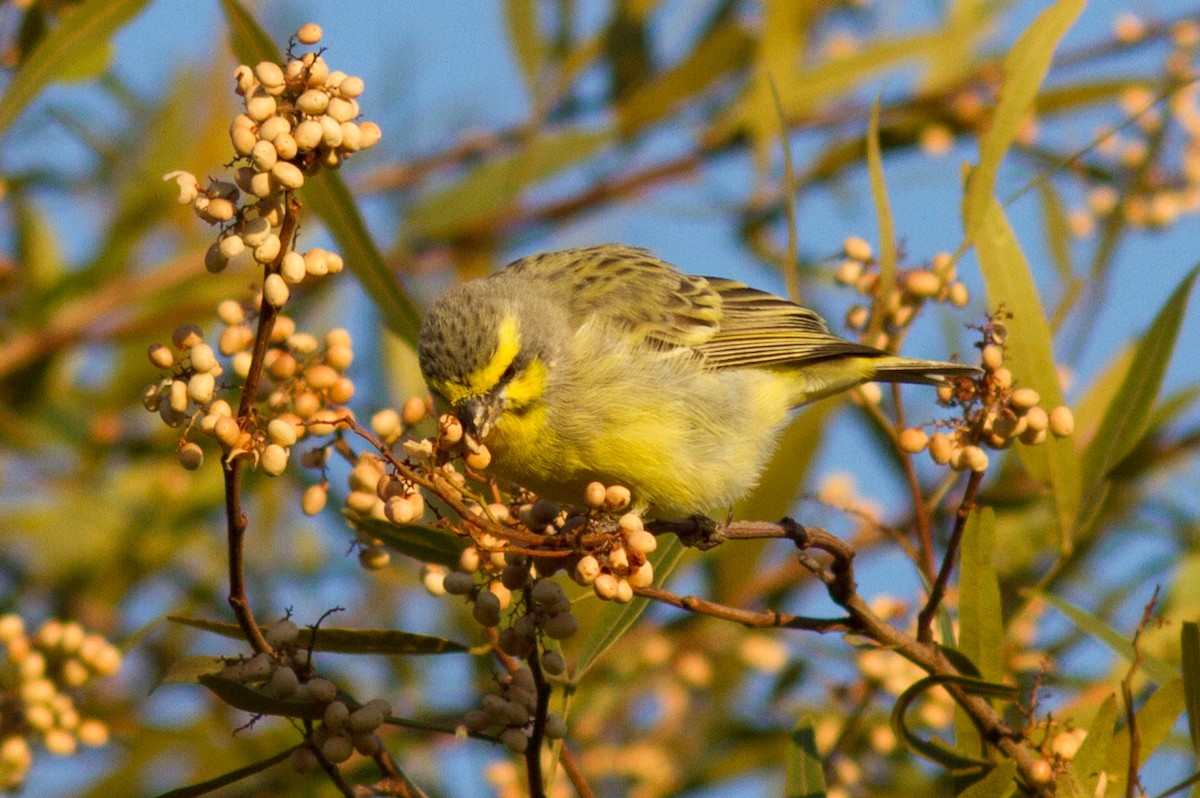 Yellow-fronted Canary - ML621089953