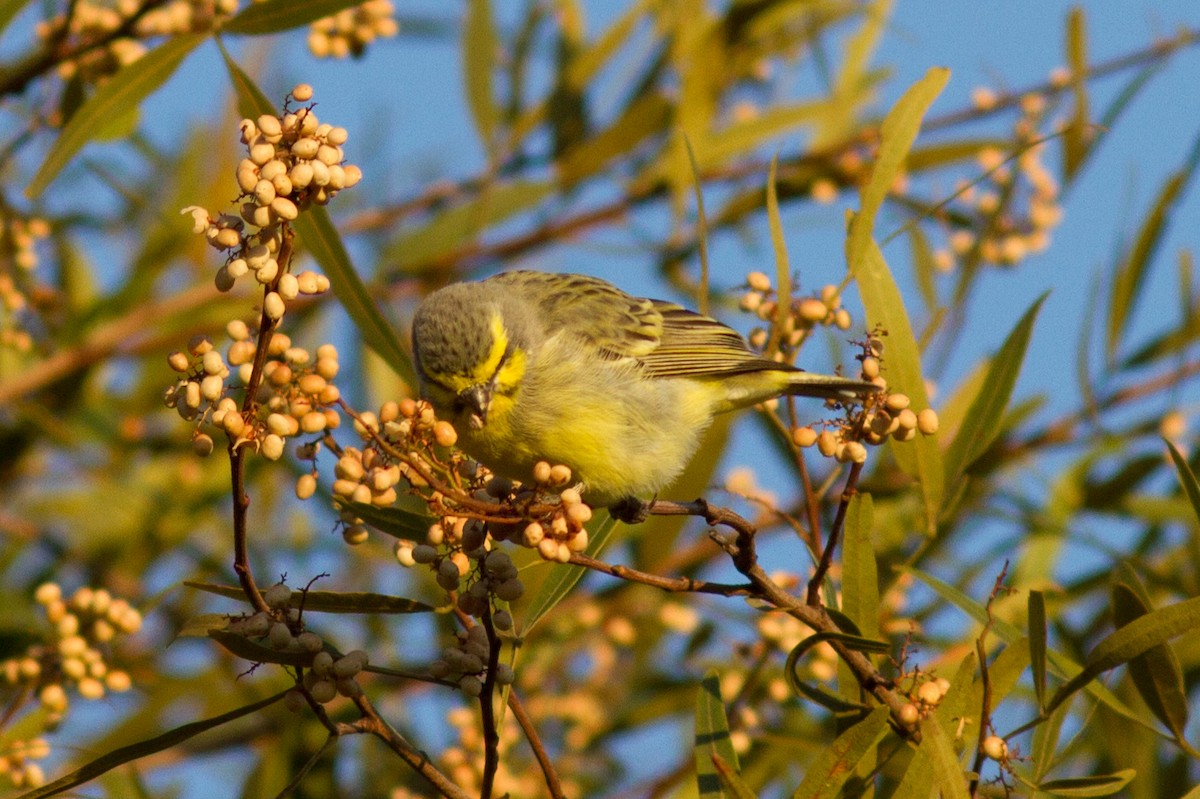 Yellow-fronted Canary - ML621089954