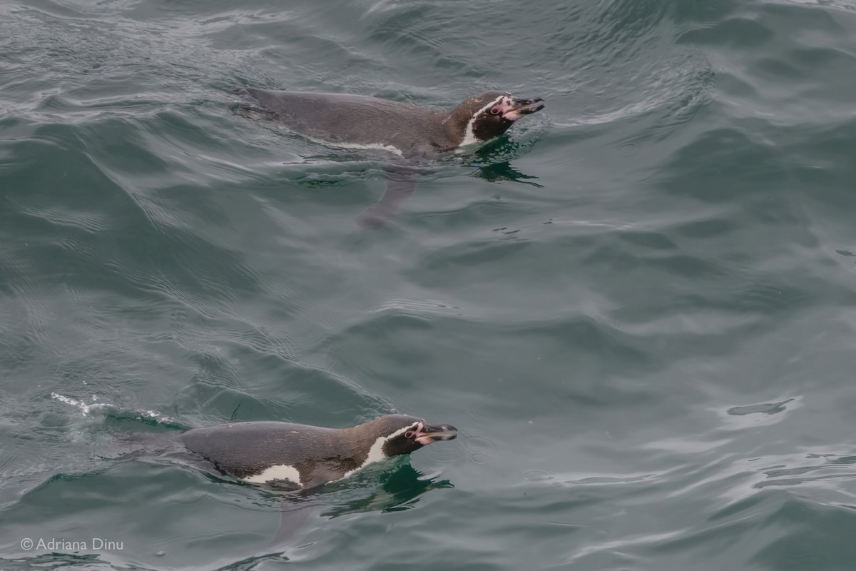 Pingüino de Humboldt - ML621089962