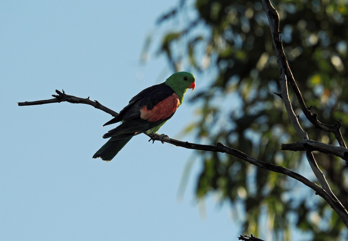 Папужець-червонокрил австралійський - ML621089970