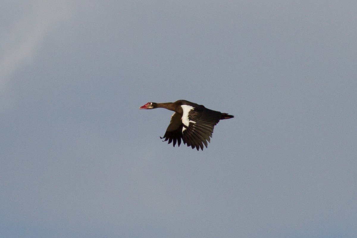 Spur-winged Goose - ML621089984