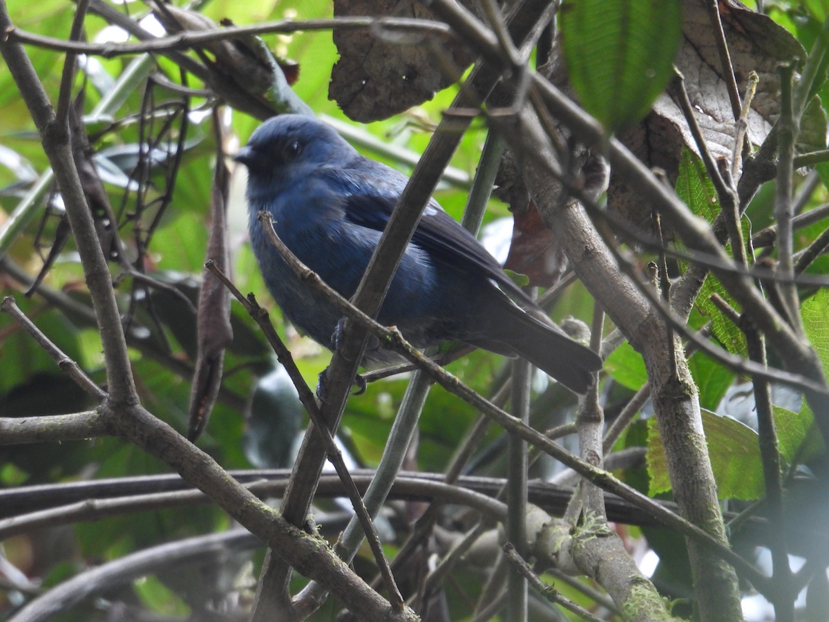 Blue-and-black Tanager - ML621089996