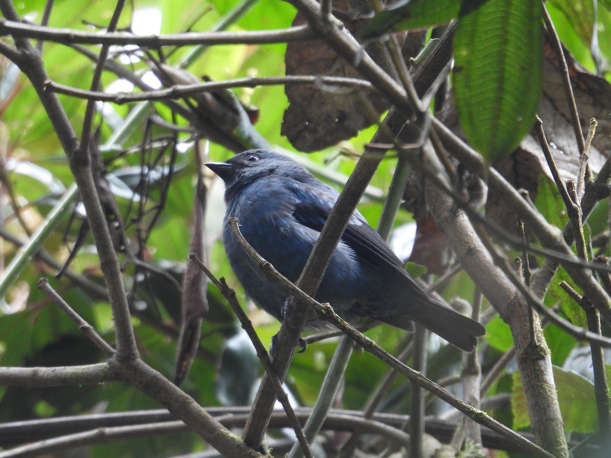 Blue-and-black Tanager - ML621089998