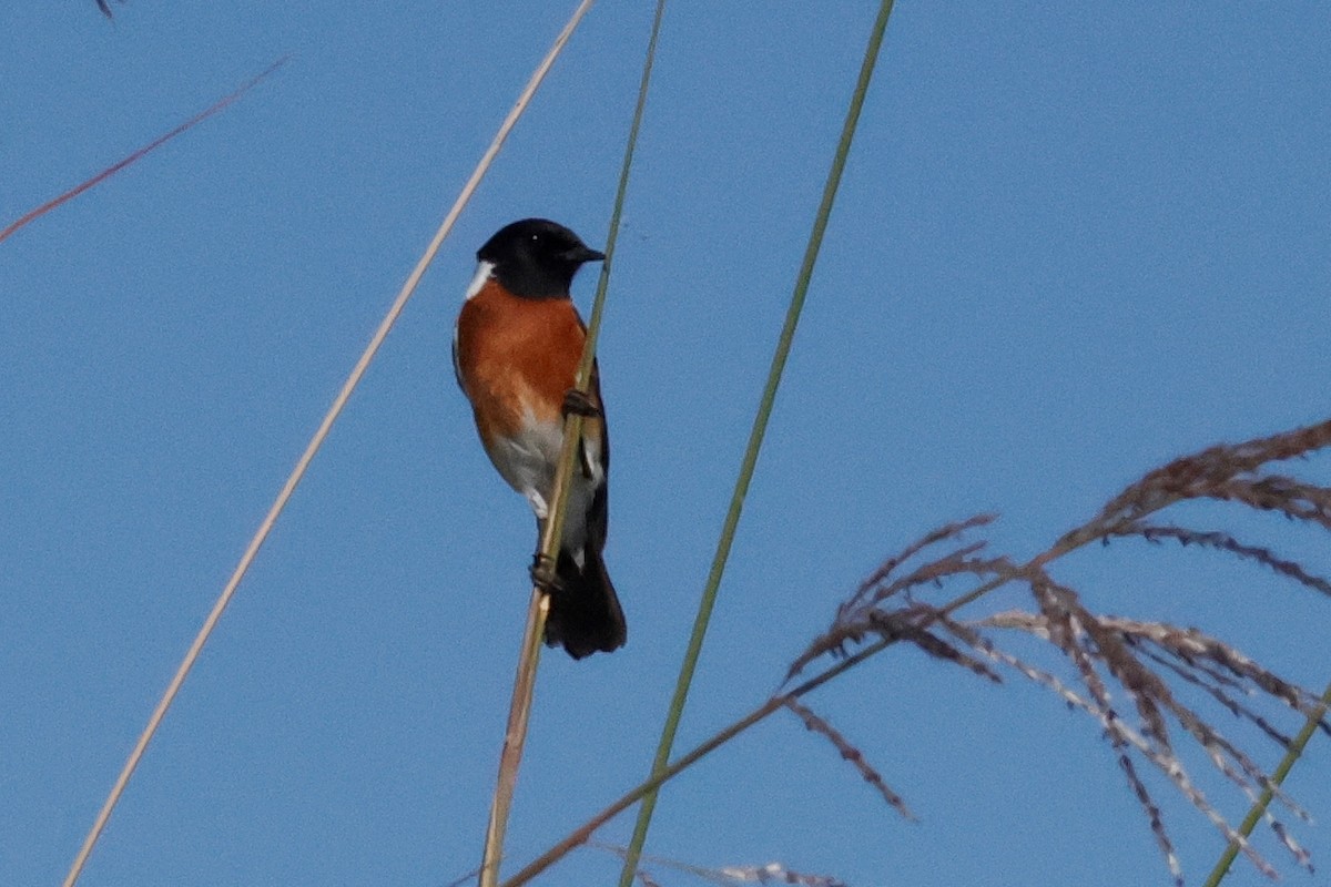 African Stonechat - ML621090000