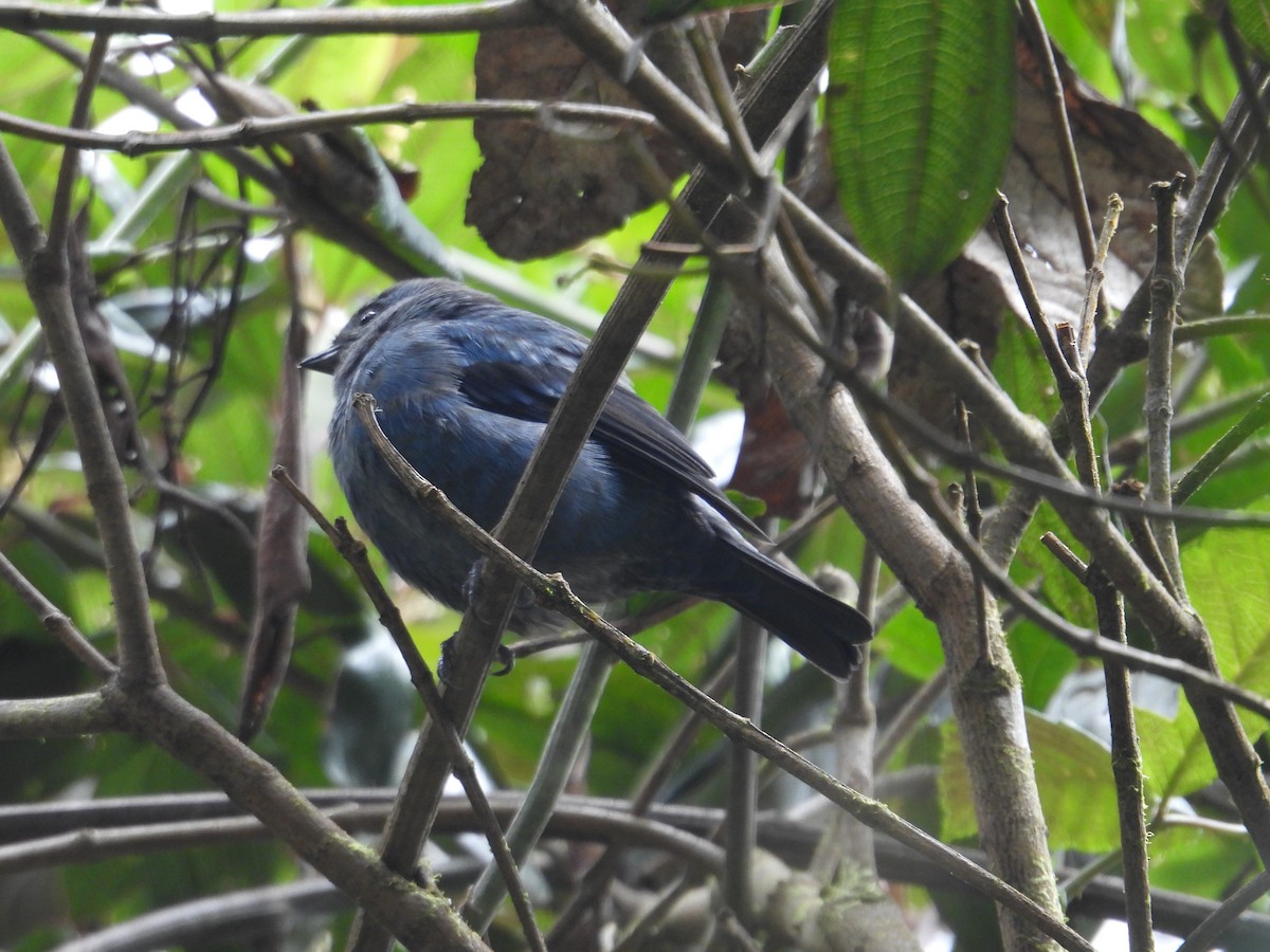Blue-and-black Tanager - ML621090010