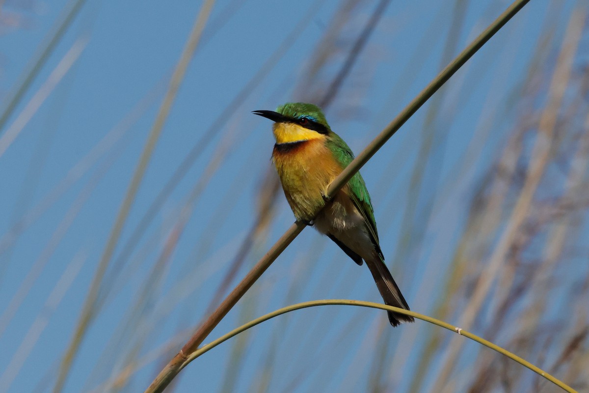 Little Bee-eater - ML621090013