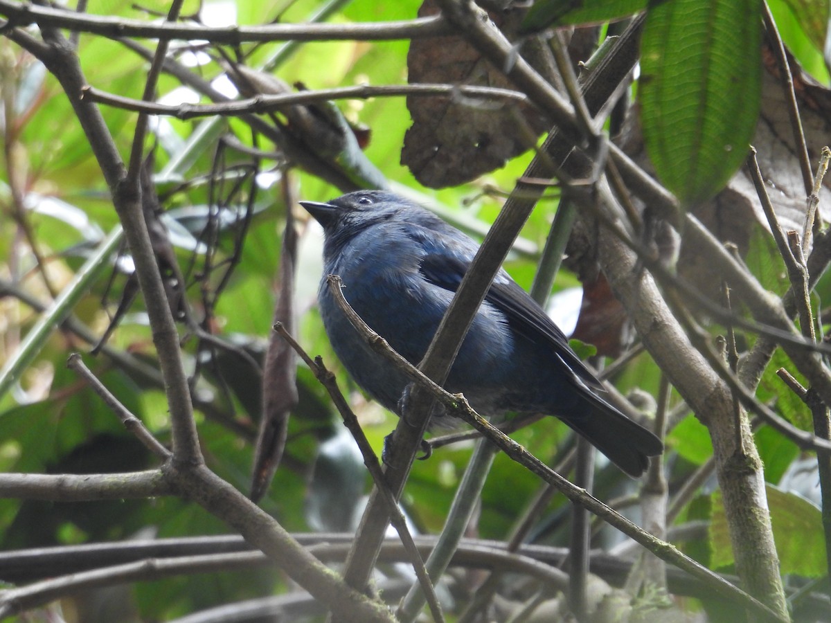 Blue-and-black Tanager - ML621090014