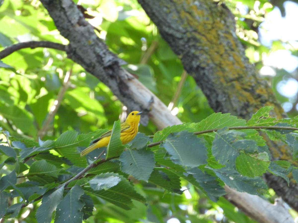 Yellow Warbler - ML621090015