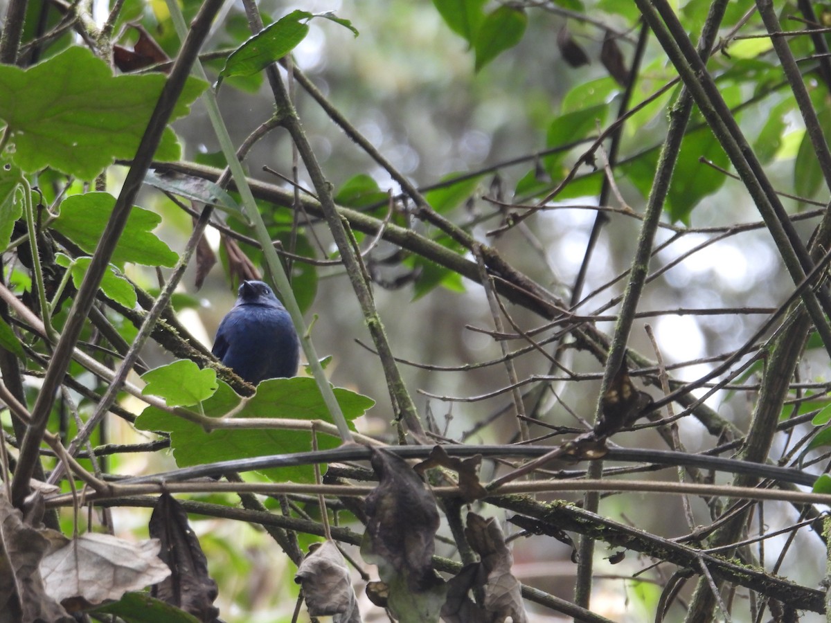 Blue-and-black Tanager - ML621090050