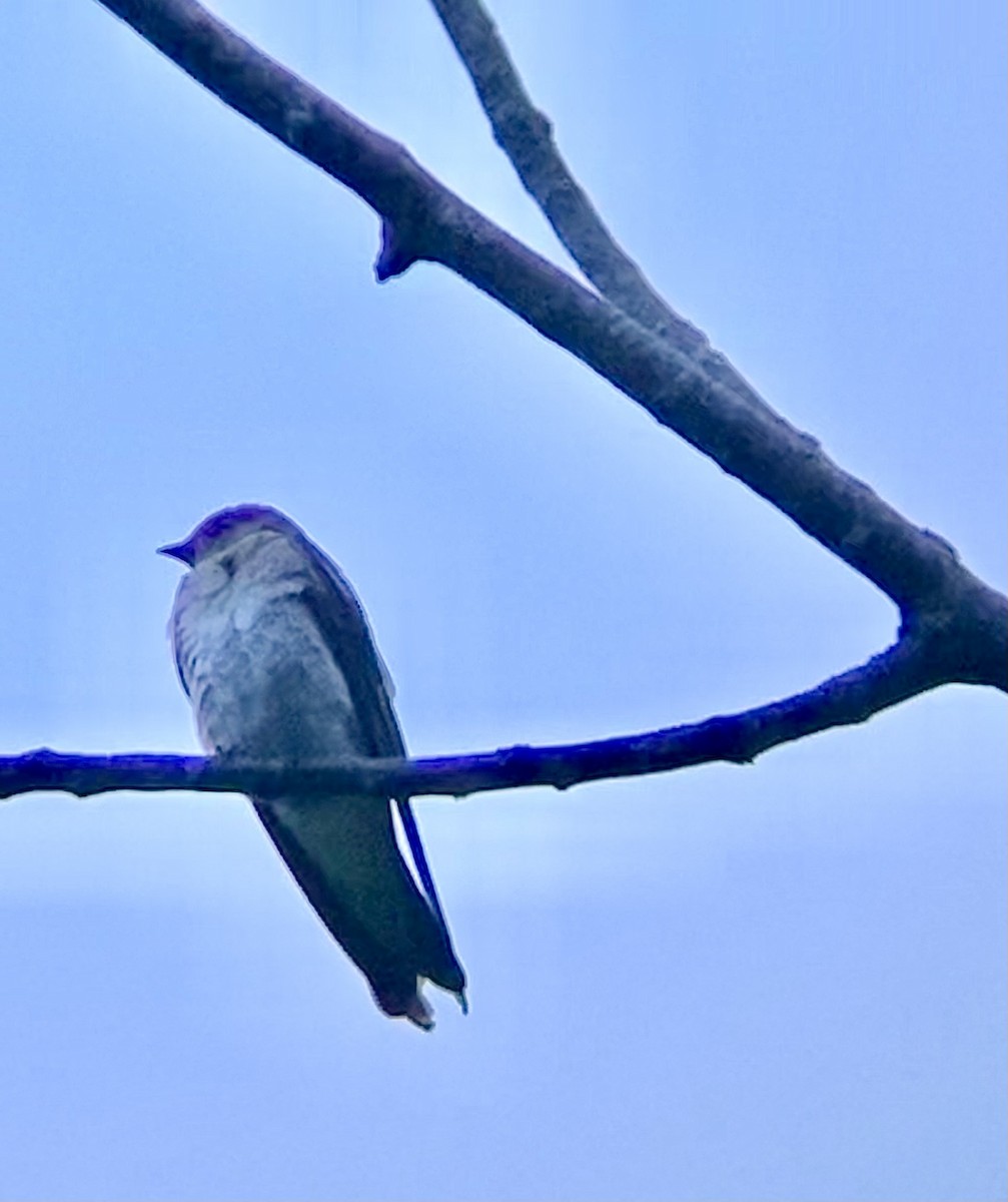 Northern Rough-winged Swallow - ML621090057