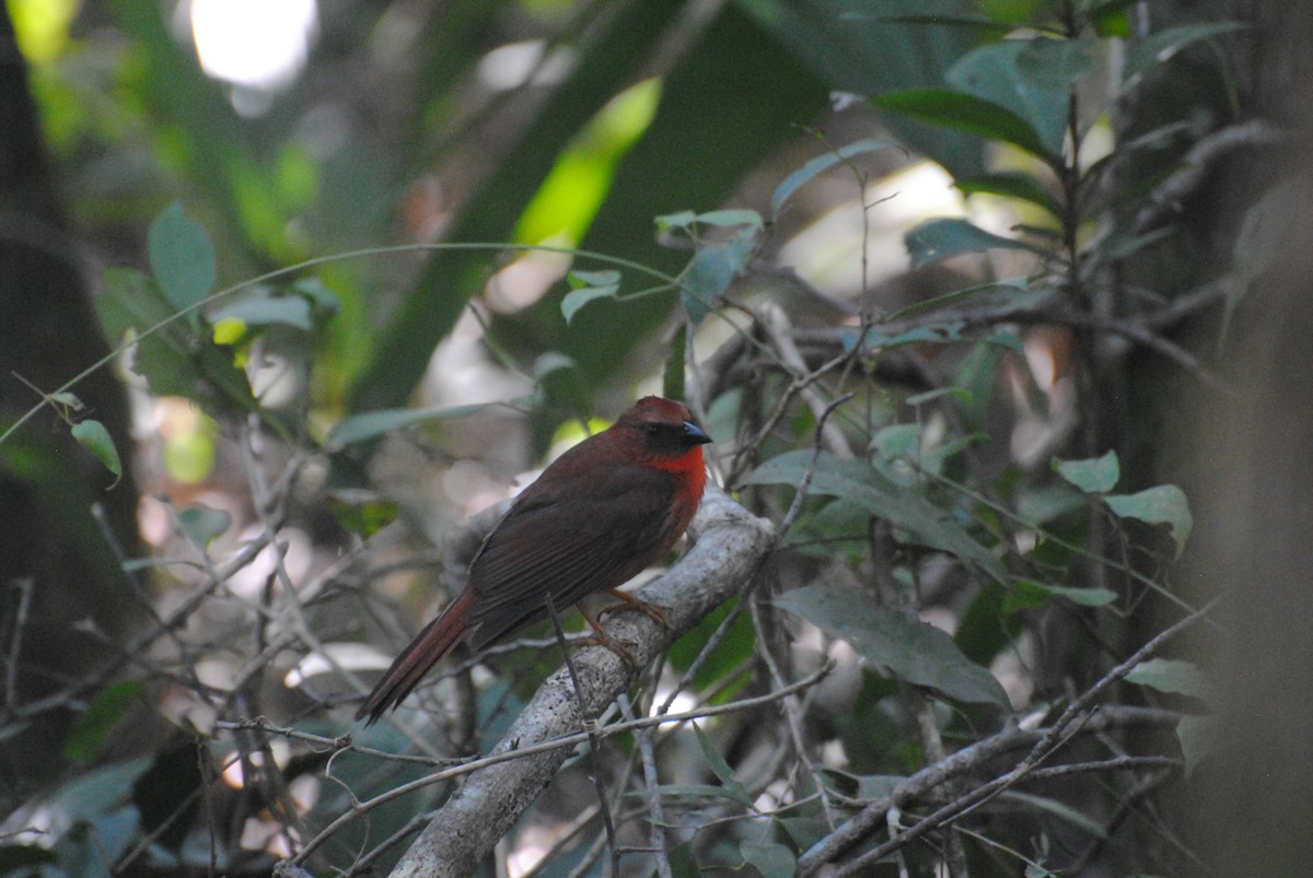 Red-throated Ant-Tanager - ML621090062