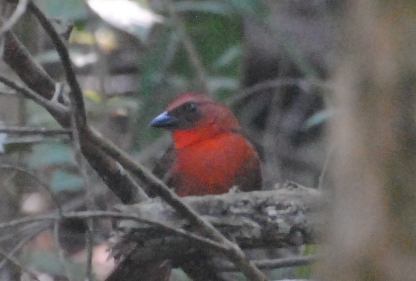 Red-throated Ant-Tanager - ML621090063