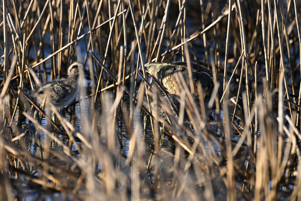 Greater Painted-Snipe - ML621090100