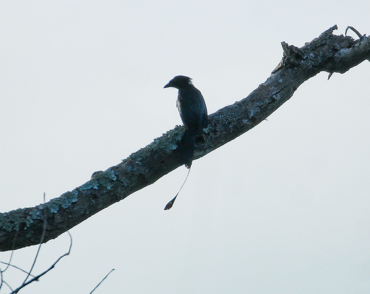 Greater Racket-tailed Drongo - ML621090118
