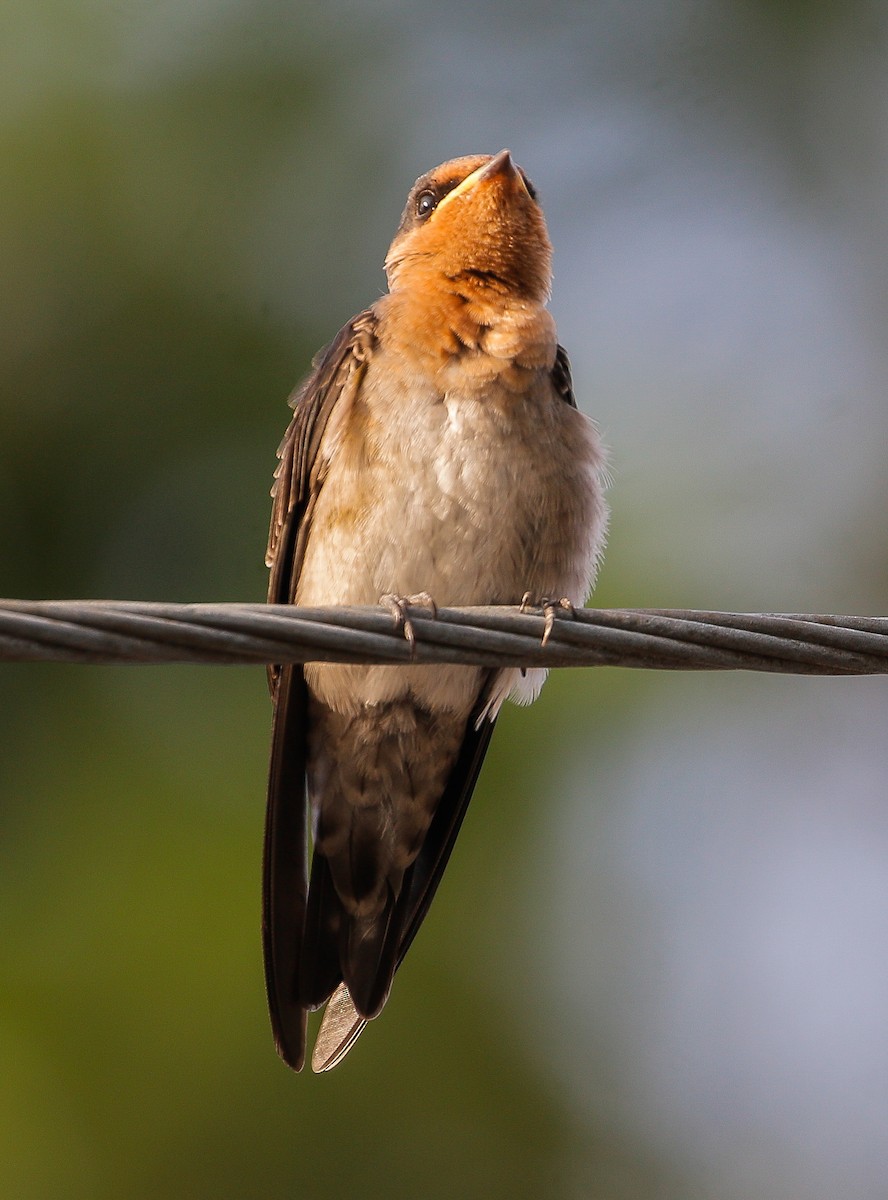 Pacific Swallow - ML621090121