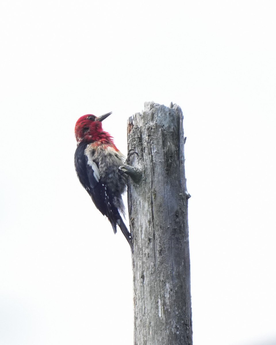 Red-breasted Sapsucker - ML621090122