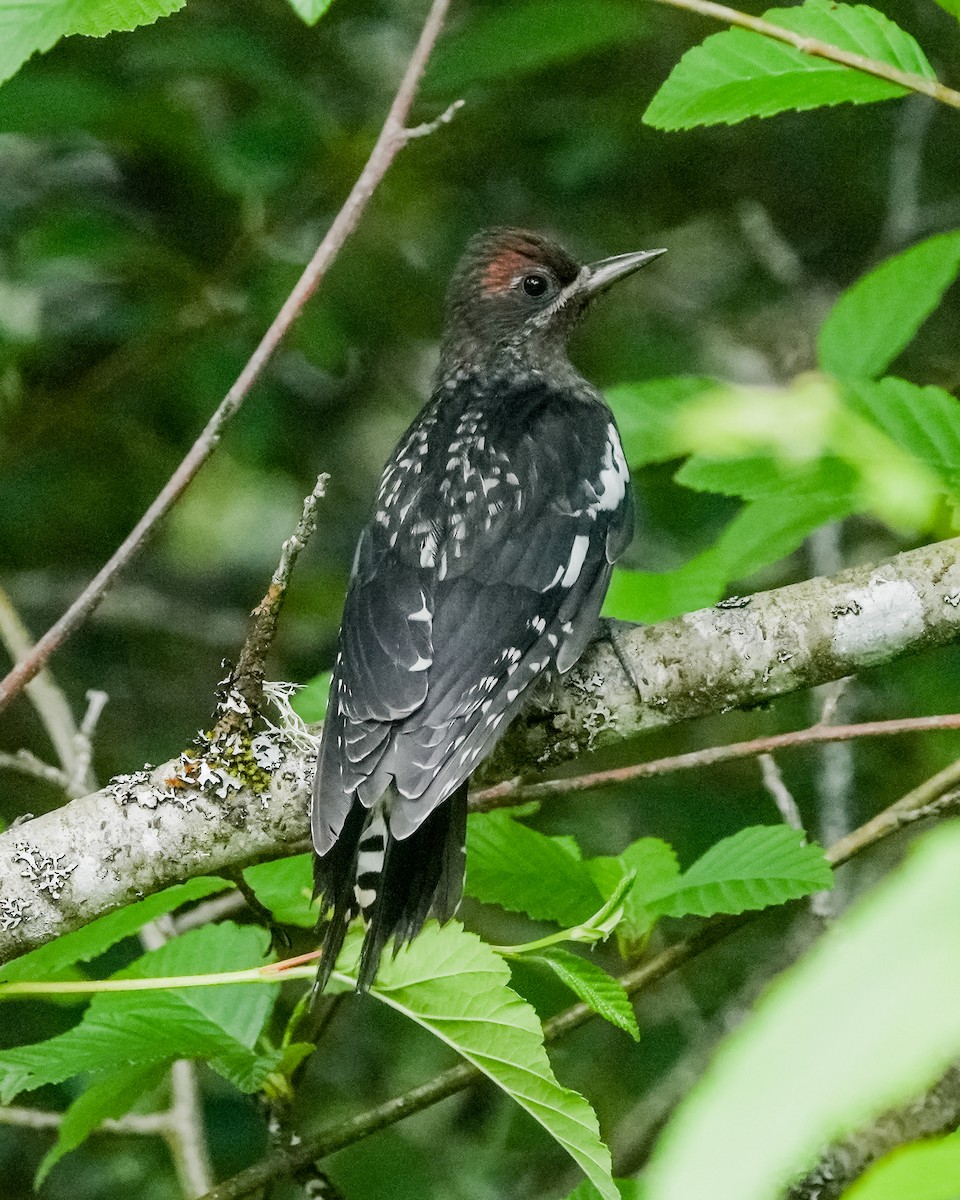 Red-breasted Sapsucker - ML621090123