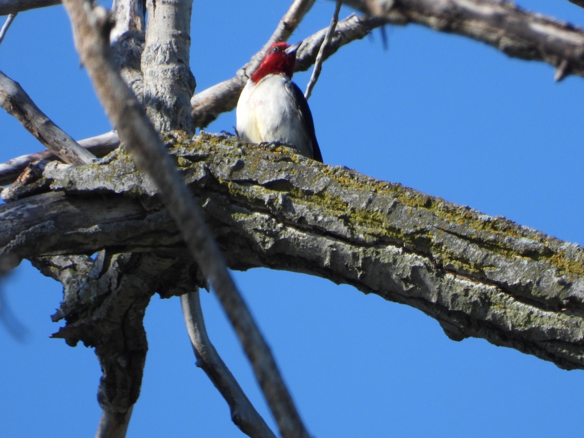 Red-headed Woodpecker - ML621090144