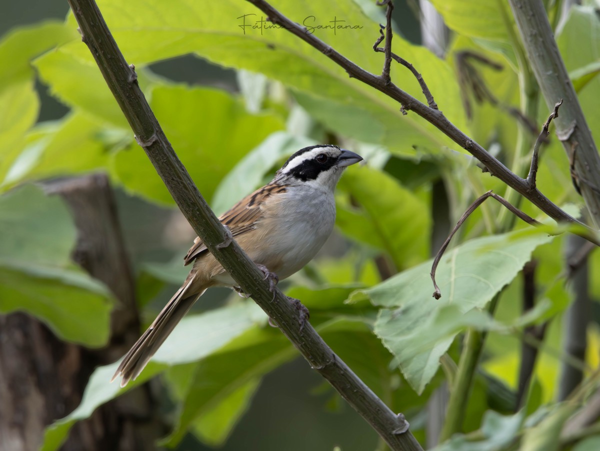 Stripe-headed Sparrow - Fátima SantanaP