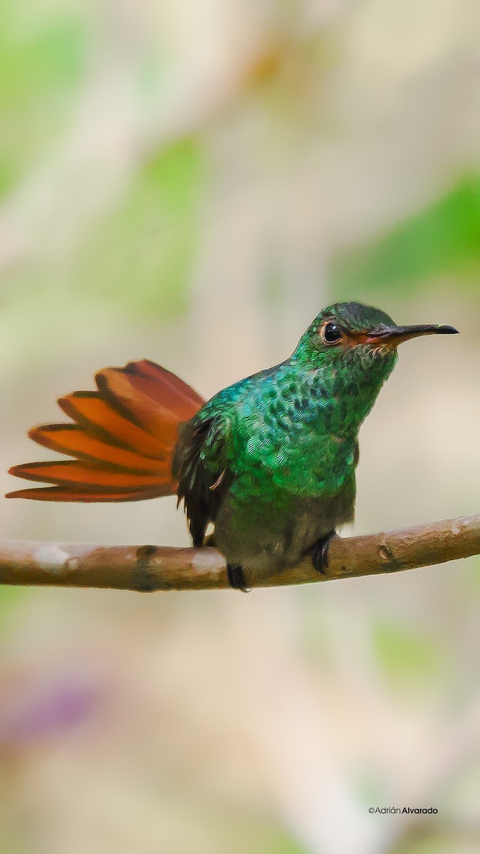 Rufous-tailed Hummingbird - ML621090181