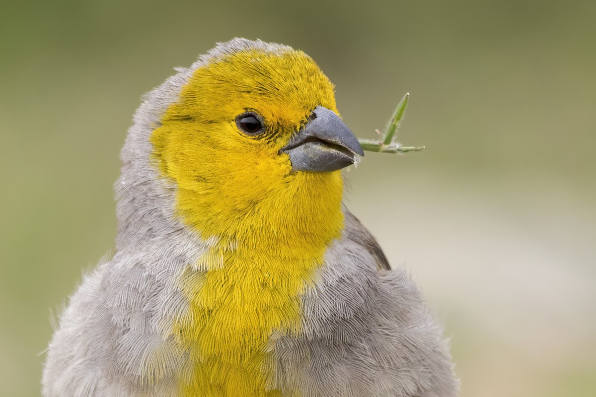 Citron-headed Yellow-Finch - ML621090187