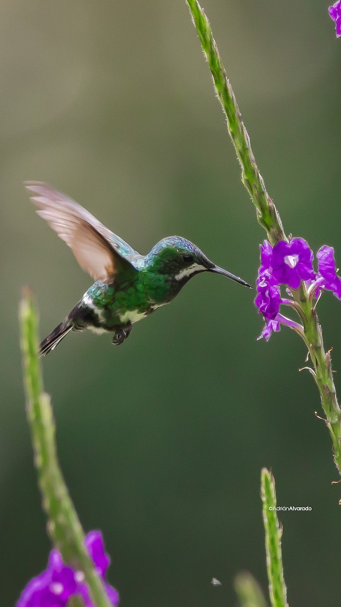 kolibřík trnoocasý - ML621090202