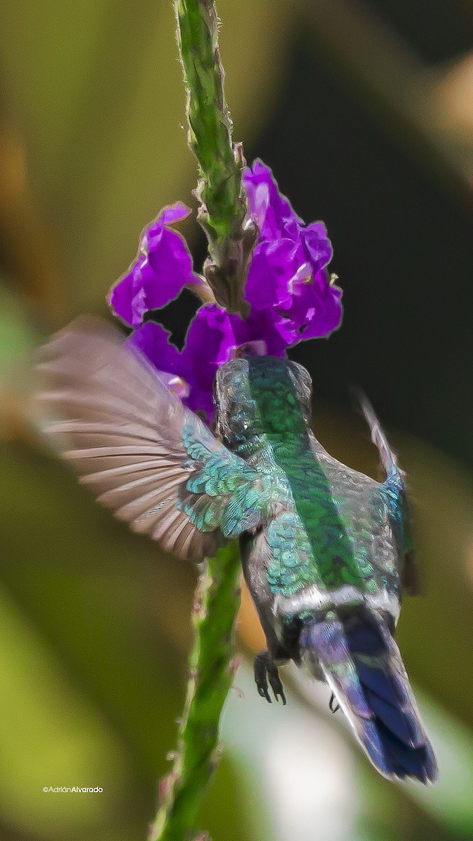 kolibřík trnoocasý - ML621090203