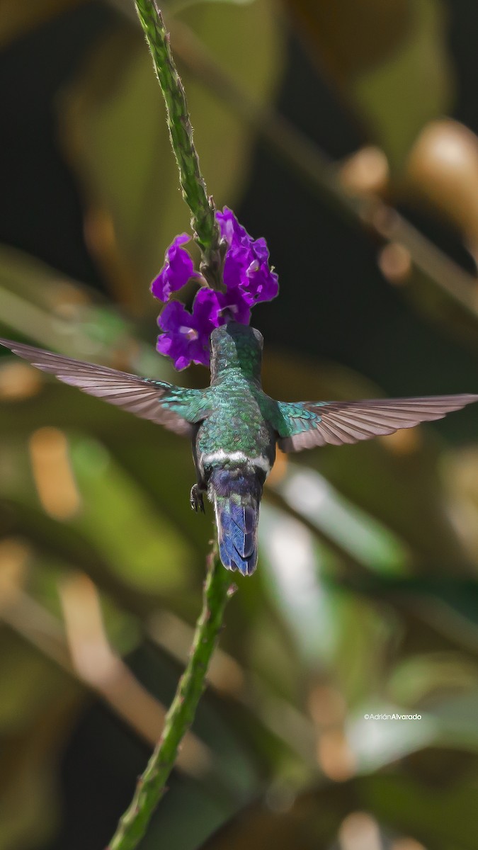 kolibřík trnoocasý - ML621090204