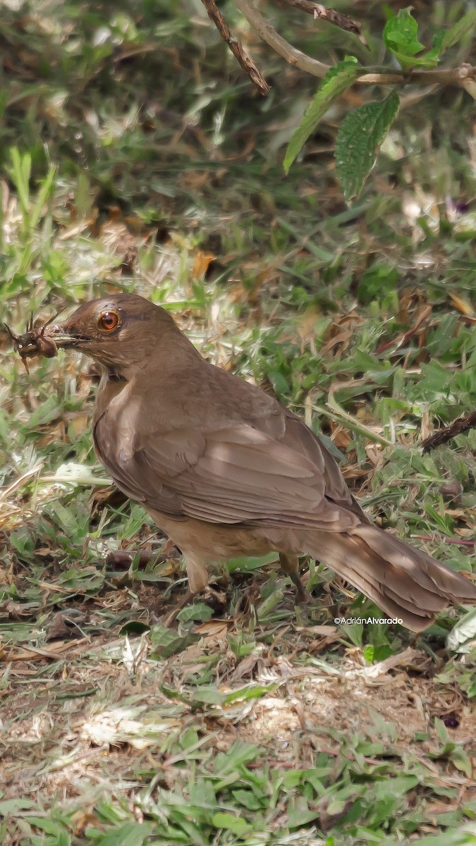 Clay-colored Thrush - Adrián Alvarado