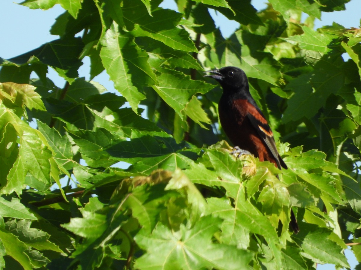 Orchard Oriole - ML621090216