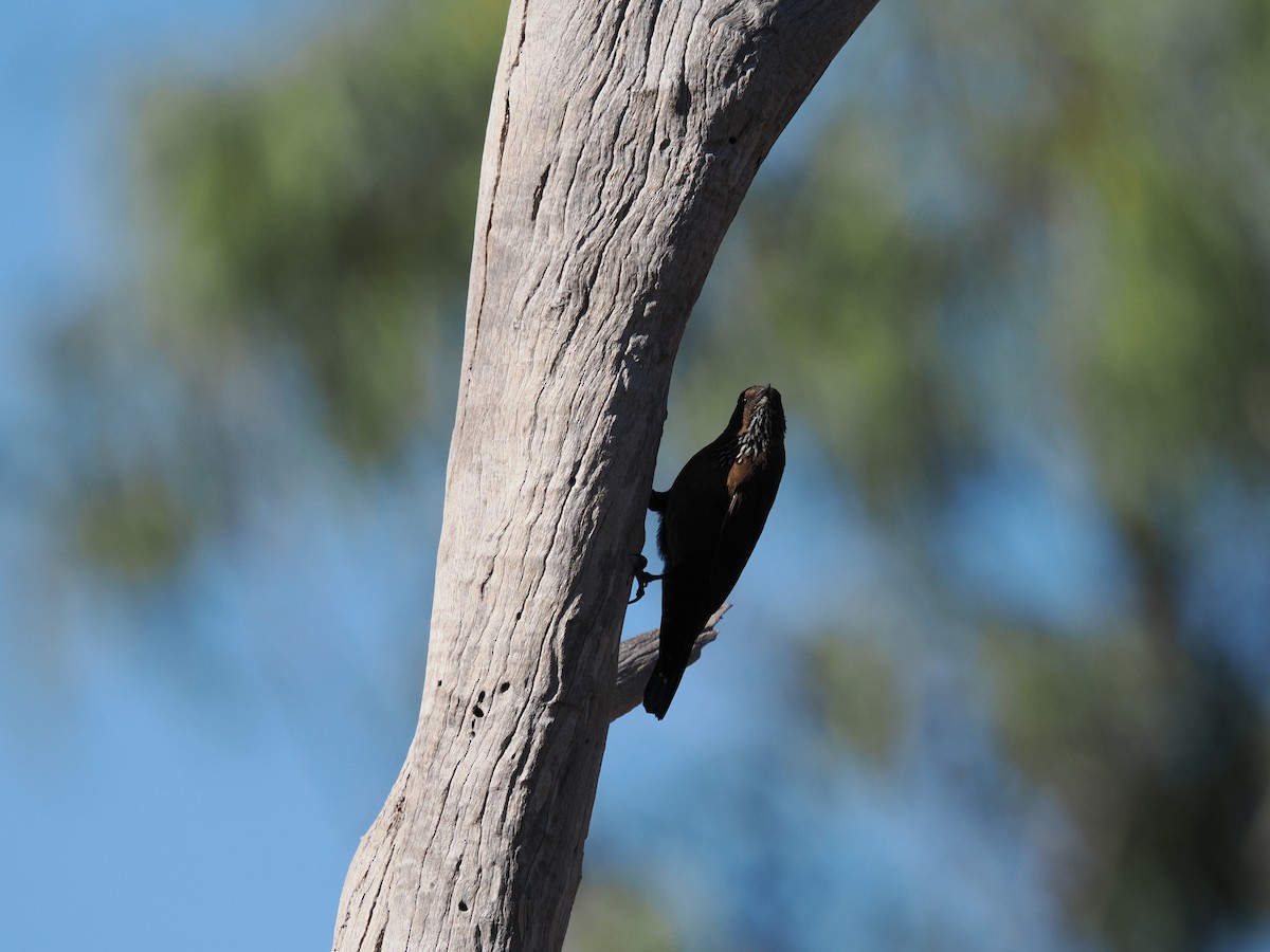 Black-tailed Treecreeper - Tony Richards