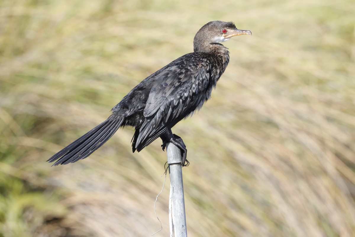 Long-tailed Cormorant - ML621090258